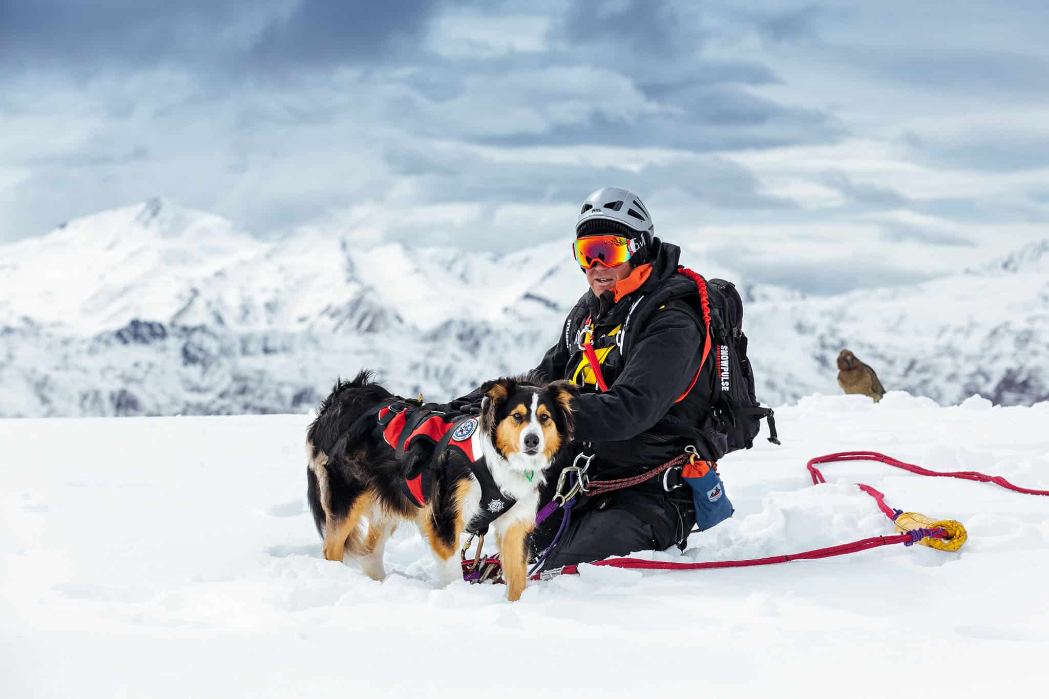 Commercial shoot of Aspiring Search and Rescue dogs in Wanaka