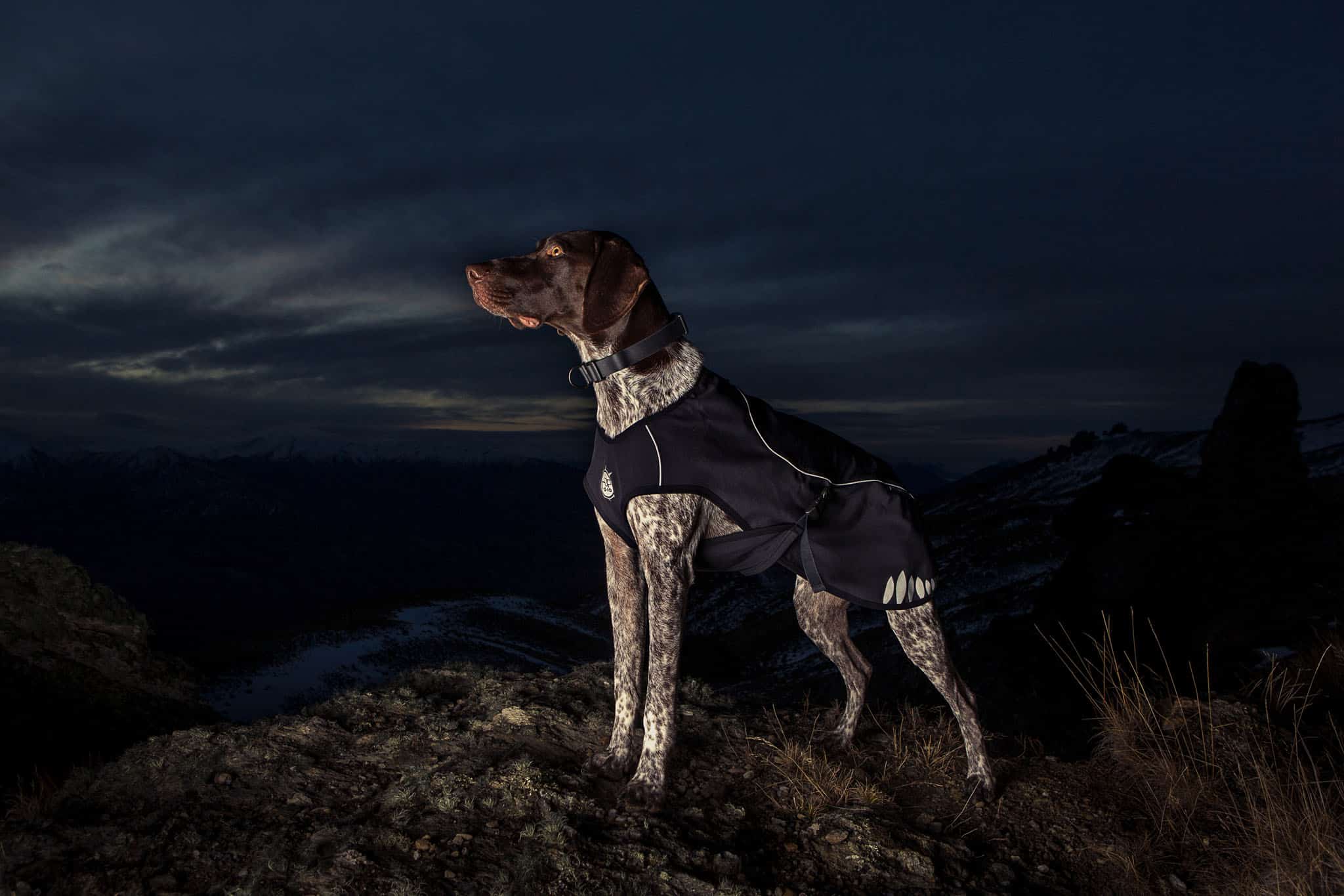 Queenstown Product Photography of dogs