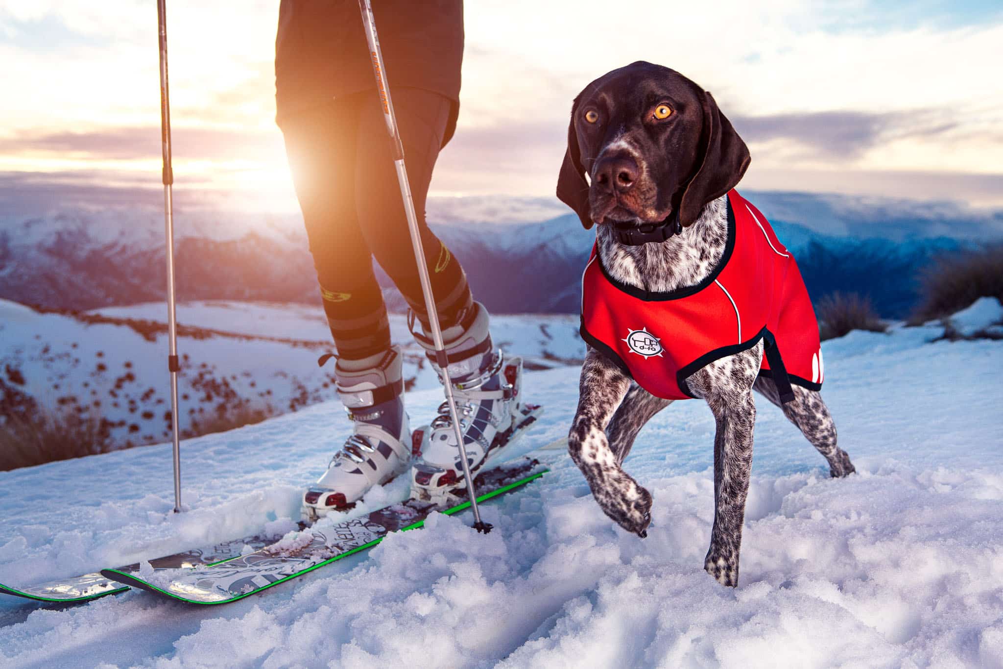 Queenstown Product Photography of dogs